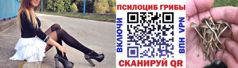 Псилоцибиновые грибы MAGIC MUSHROOMS  где можно купить наркотик  ссылка на мегу ссылки  Злынка 